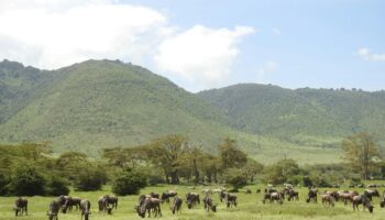 Ngorongoro Conservation Park