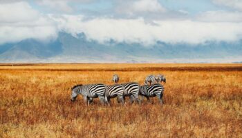 Maasai Mara