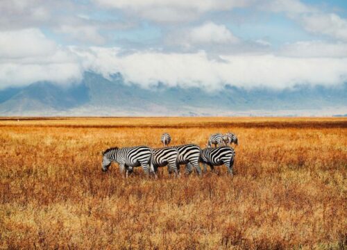 Maasai Mara