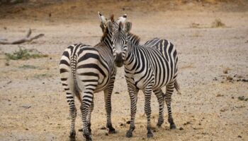 Tarangire National Park