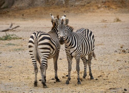 Tarangire National Park