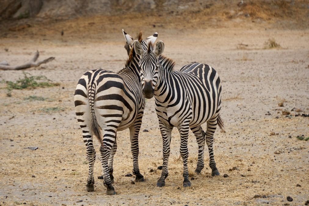 Tarangire National Park