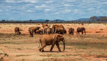 Tsavo National Park