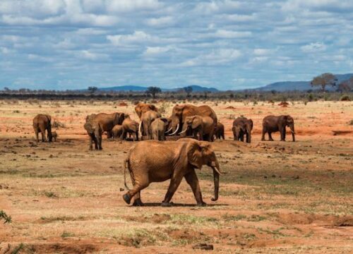 Tsavo National Park