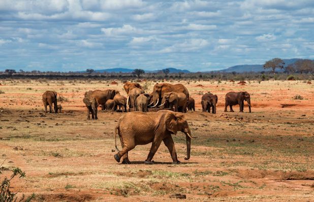 Tsavo National Park