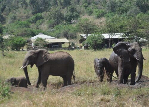 Best Time to Plan your Safaris in Kenya