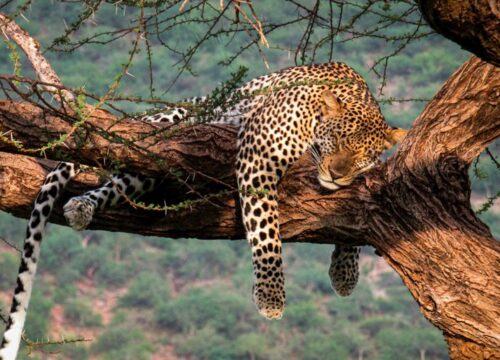 Maasai Mara