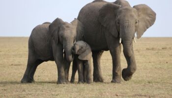 Addo Elephant National Park