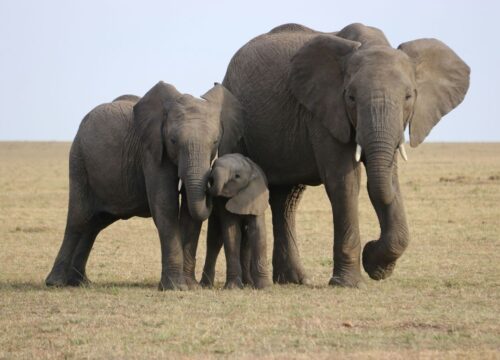 Addo Elephant National Park