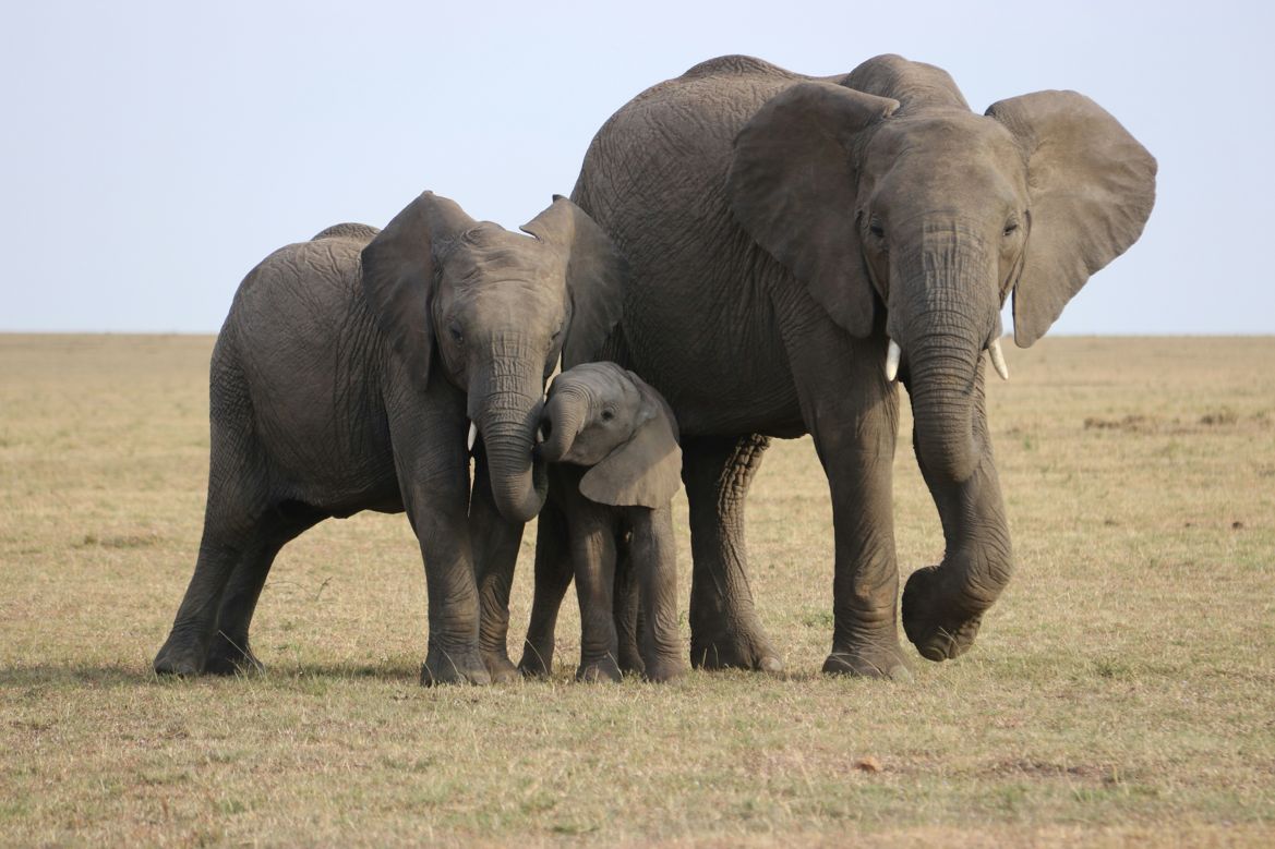 Addo Elephant National Park