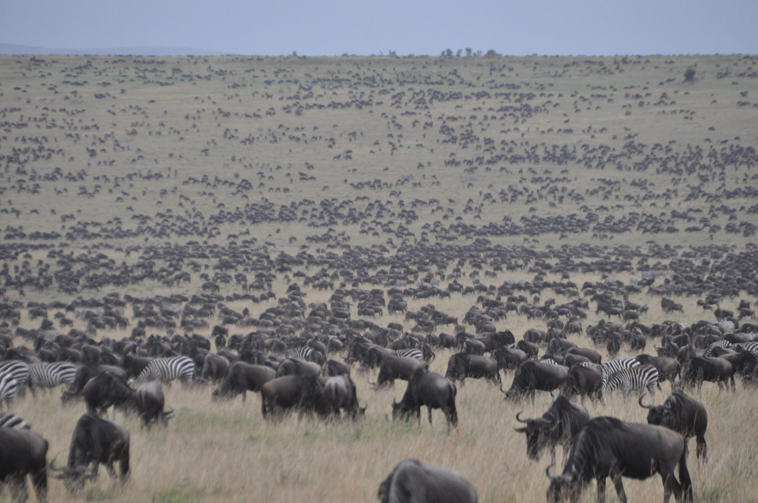 11. Aberdare National Park: Nyeri Town, Nyeri County