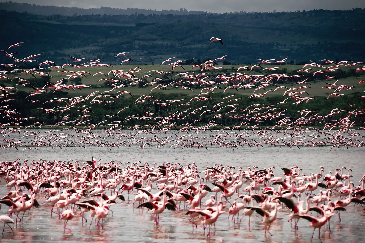 10. Lake Nakuru National Park: Nakuru Town, Nakuru County