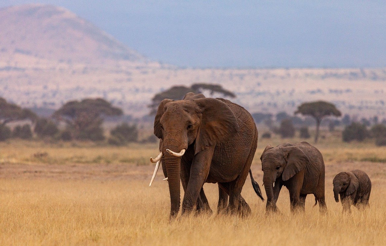 5. Nairobi National Park: City of Nairobi, Nairobi County