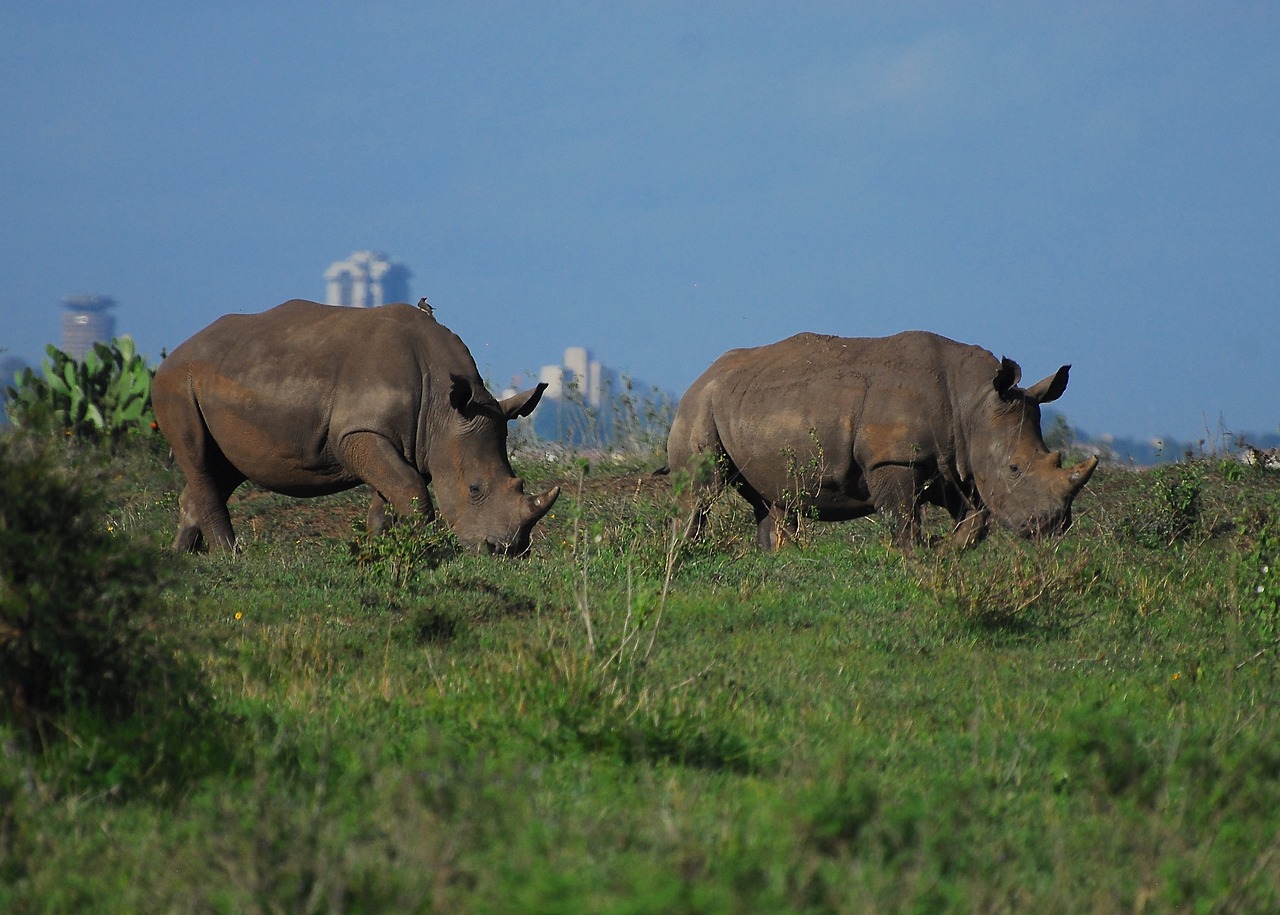 8. Ruma National Park: Homa Bay Town, Homa Bay County