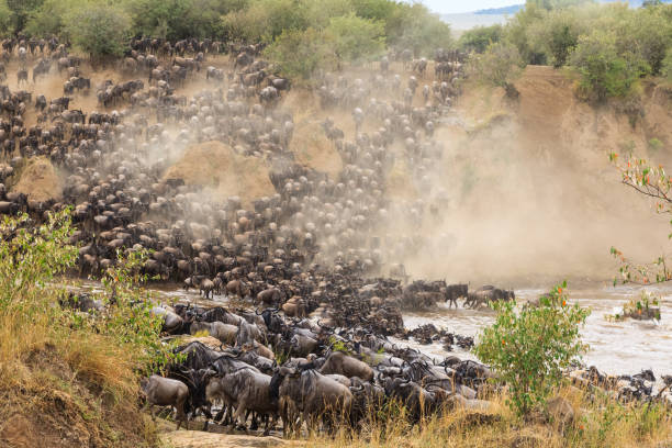 14. Masai Mara National Reserve: Narok Town, Narok County