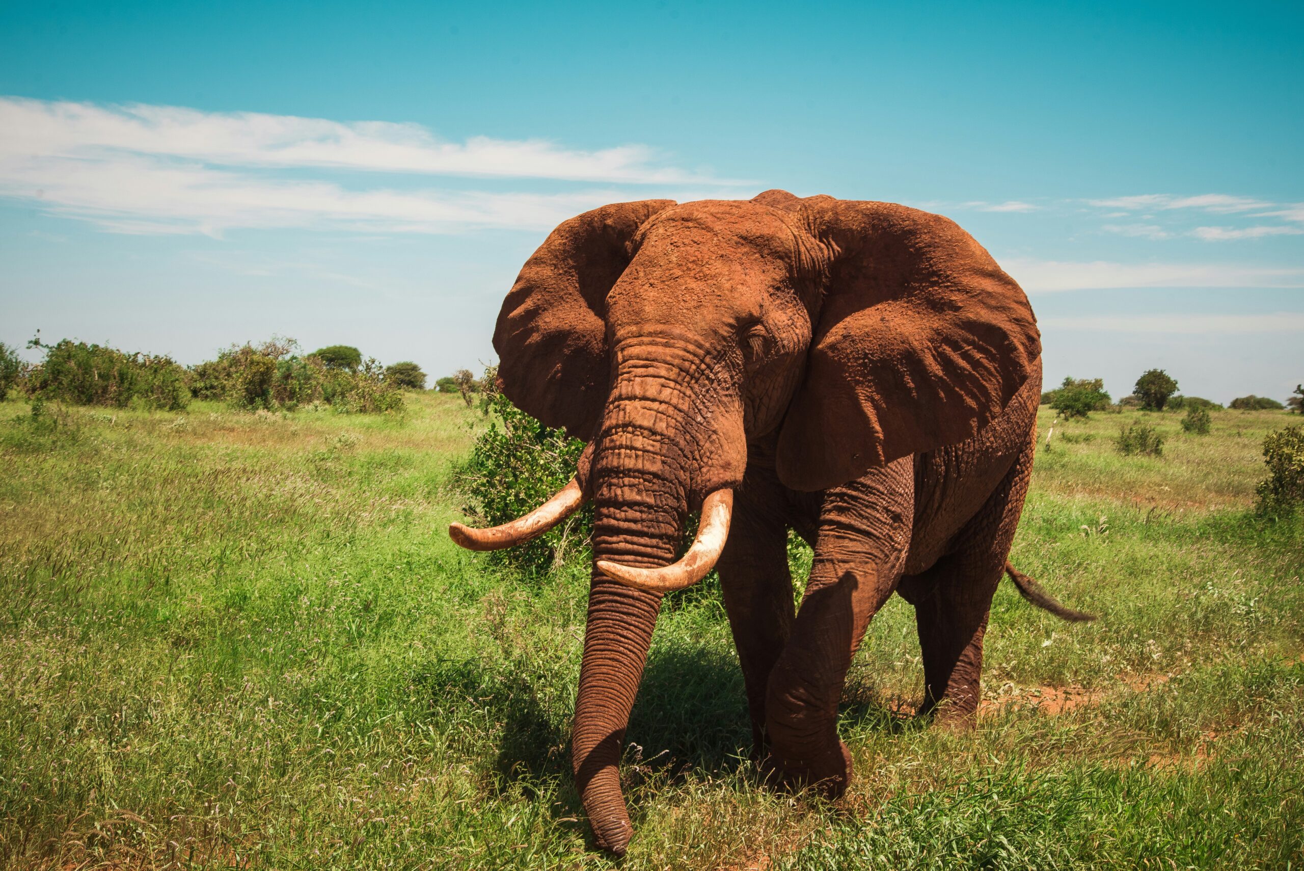 6. Amboseli National Park: Loitoktok District, Kajiado County